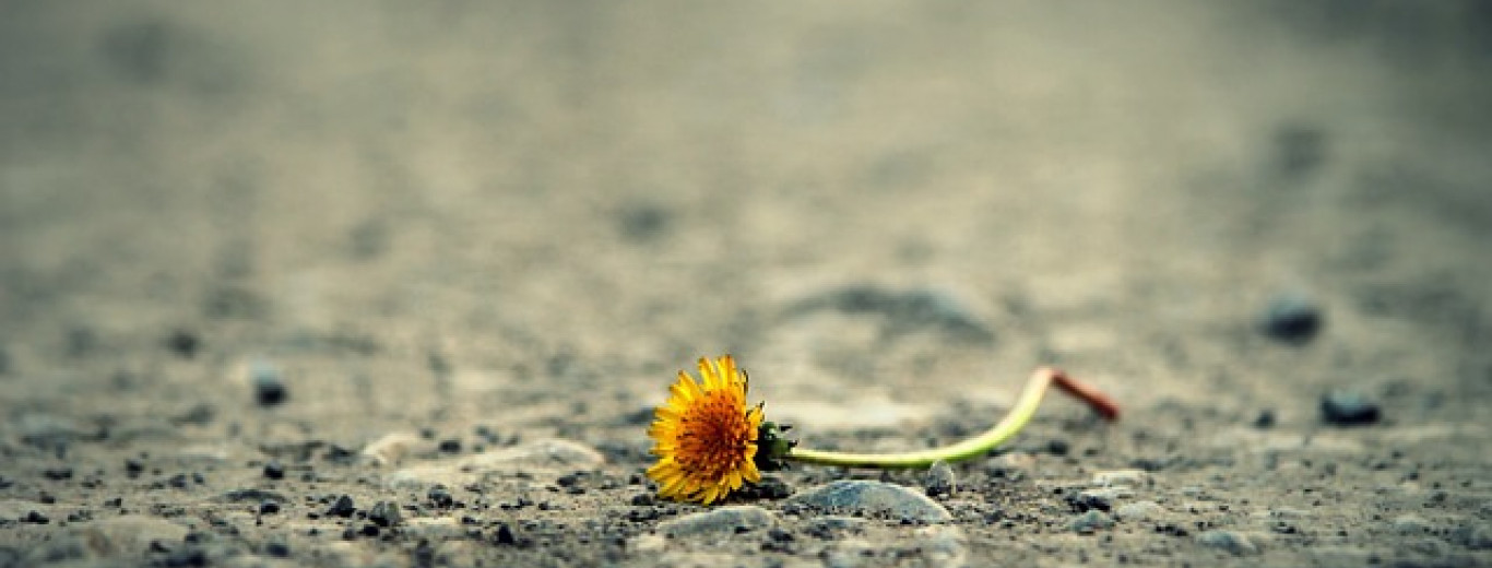 flower-1812470_640.jpg duelo por pérdida por suicidio